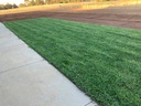 Lawn Solutions - DNA Certified Sir Walter Buffalo per m2