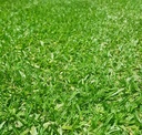 Lawn Solutions - Eureka Kikuyu per m2
